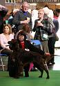 Crufts2010 1058